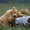 Медведь с медом и малиной. %D0%BC%D0%B5%D0%B4%D0%B2%D0%B5%D0%B4%D0%B8 %D0%BB%D1%8E%D0%B1%D1%8F%D1%82 %D0%BC%D1%91%D0%B4 3. Медведь с медом и малиной фото. Медведь с медом и малиной-%D0%BC%D0%B5%D0%B4%D0%B2%D0%B5%D0%B4%D0%B8 %D0%BB%D1%8E%D0%B1%D1%8F%D1%82 %D0%BC%D1%91%D0%B4 3. картинка Медведь с медом и малиной. картинка %D0%BC%D0%B5%D0%B4%D0%B2%D0%B5%D0%B4%D0%B8 %D0%BB%D1%8E%D0%B1%D1%8F%D1%82 %D0%BC%D1%91%D0%B4 3. С самого детства мы уверенны, что медведи без ума от мёда и малины. В этом нас убеждали мультфильмы, вспомните хотя бы милого Винни-Пуха. Да и многочисленные картинки в книжках, где изображён лохматый косолапый мишка с горшочком мёда, также влияли на это убеждение. На самом ли это деле так? Действительно ли медведи без ума от мёда и разных диких ягод?