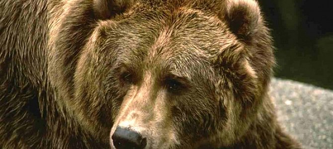 Общие сведения о бурых медведях