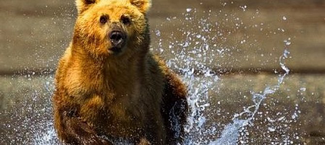 Cкорость медведя