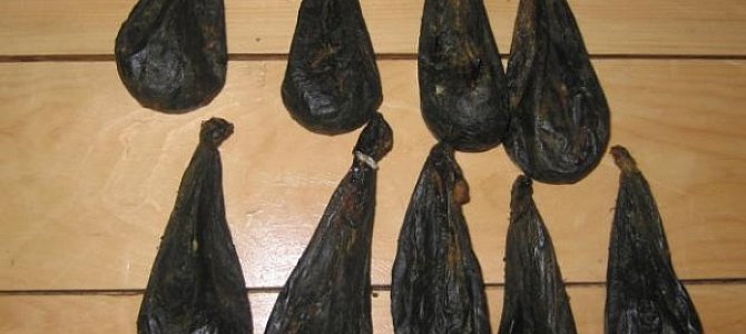 Медвежья желчь – эффективное лекарство Медвежья желчь – эффективное лекарство