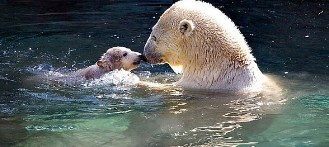 Купание медведей в зоопарке