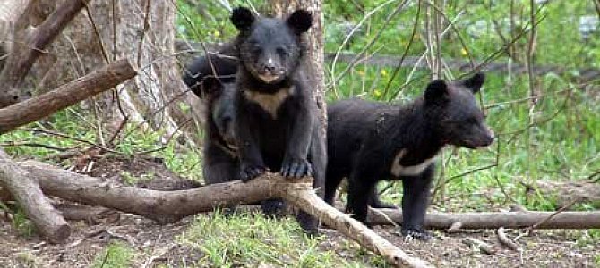 Гималайский медведь: суровый и неистовый Гималайский медведь: суровый и неистовый