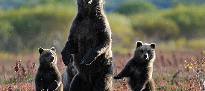 Зрение у медведей Зрение у медведей