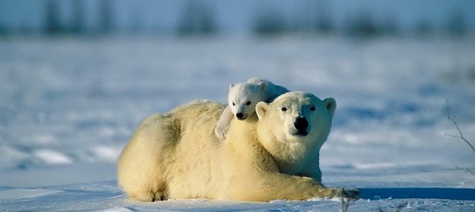 Медведи Арктики