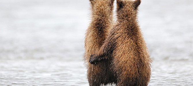 Медведи и вода Медведи и вода