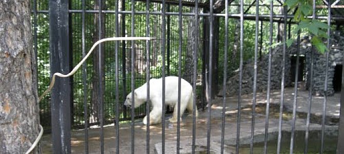 Белый медведь в новосибирском зоопарке