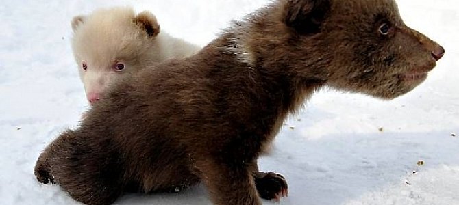Как протекает беременность у медведицы