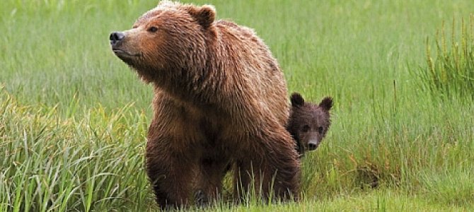 Польза современного исследования бурых медведей