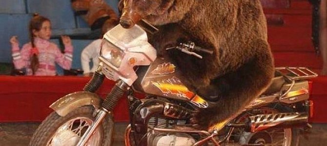 На что способны цирковые медведи? На что способны цирковые медведи?