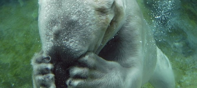 Какое образование нужно для работы с животными? Какое образование нужно для работы с животными?