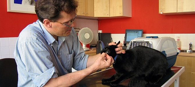 «В ответе за тех, кого приручили»: особенности профессии ветеринара  