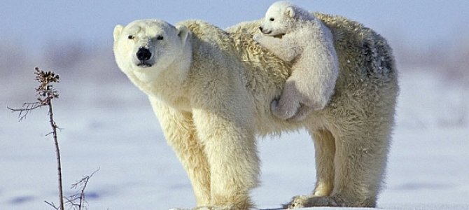 Как выглядит белый медведь Как выглядит белый медведь