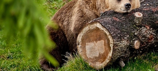 Играя, лучше узнаем медведя Играя, лучше узнаем медведя