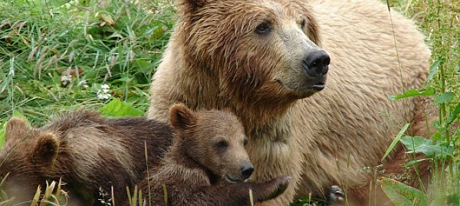 Медведи в России