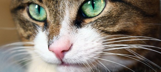 Как фотографировать животных  Как фотографировать животных