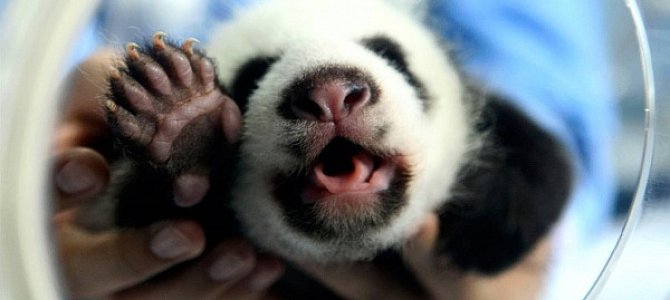 Выбор профессии с любовью к животным Выбор профессии с любовью к животным