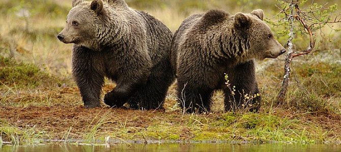 Как больше узнать о животных? Как больше узнать о животных?