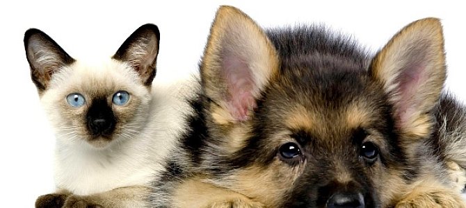 Влияние животных в воспитании детей Влияние животных в воспитании детей