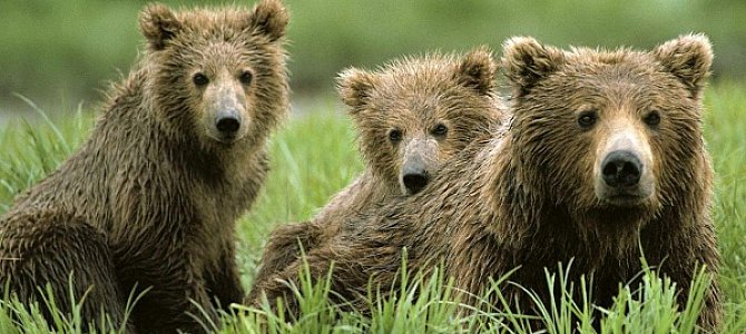 Косолапые в красноярских «Столбах» Косолапые в красноярских «Столбах»