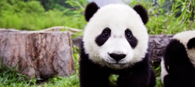 Почему панды не размножаются в неволе