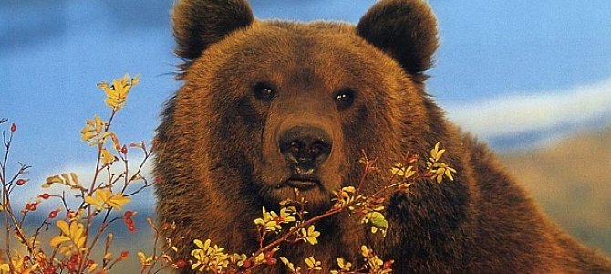 Бурый медведь – хозяин лесов