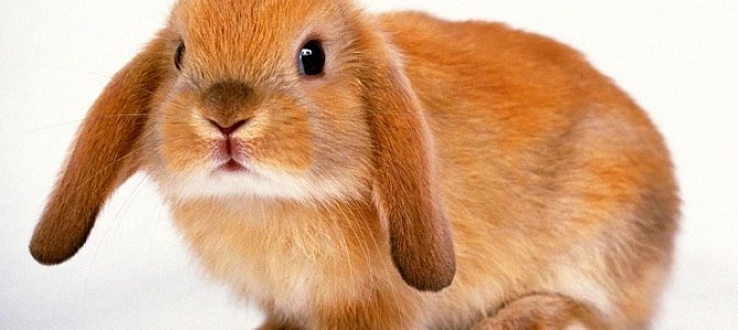 Как выбрать клетку для грызунов Как выбрать клетку для грызунов
