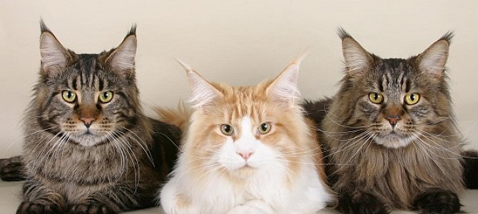 Самые большие усатые друзья человека Самые большие усатые друзья человека