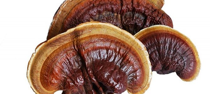 Этот волшебный гриб Рейша Ганодерма Этот волшебный гриб Рейша Ганодерма