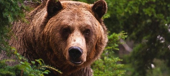 Как вести себя при встрече с медведем? Как вести себя при встрече с медведем?