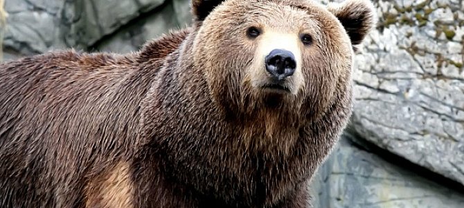 Как перевоплотиться в медведя? Как перевоплотиться в медведя?