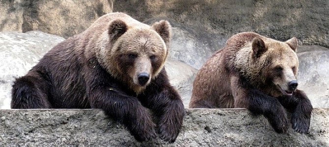 Как подготовиться к посещению зоопарка? Как подготовиться к посещению зоопарка?