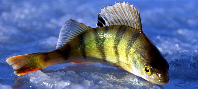 Особенности ловли окуня Особенности ловли окуня