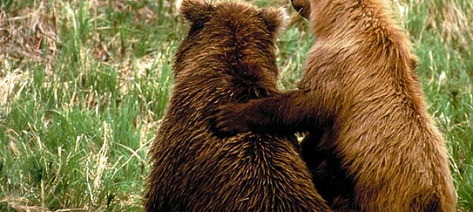 Где в мире можно встретить медведей?