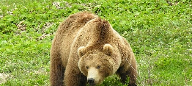 Европейские места обитания бурых медведей