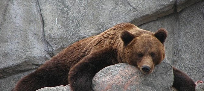Знакомим детей с медведями Знакомим детей с медведями