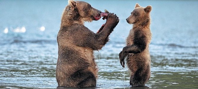 Как медведи любят друг друга