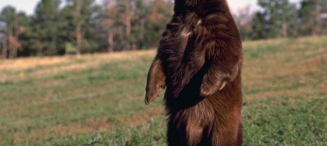 Как не стать жертвой медведя Как не стать жертвой медведя