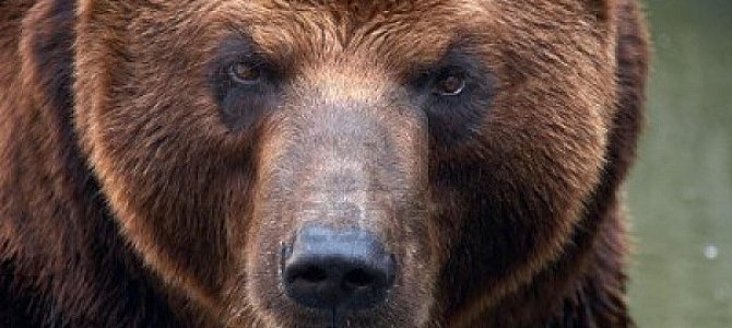 Медведи, обитающие на территории России