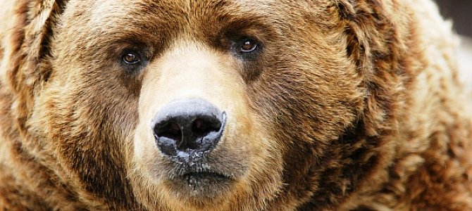 Медведи: что мы знаем о них Медведи: что мы знаем о них