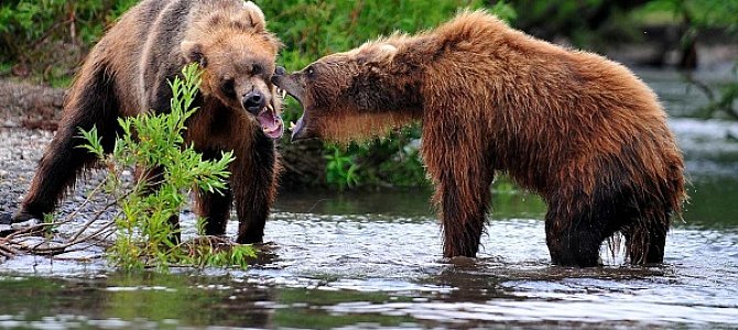 Медведь: среда обитания и питание