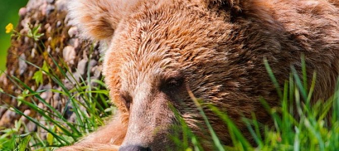 Медведь – хищник широкой среды обитания