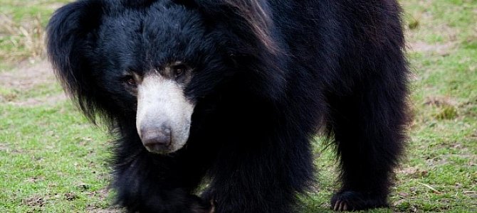 Насколько медведь опасен для человека?