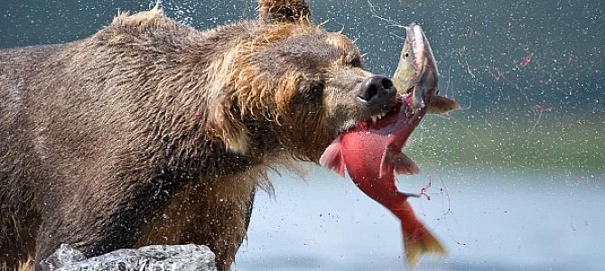 Обитание, питание и привычки медведей