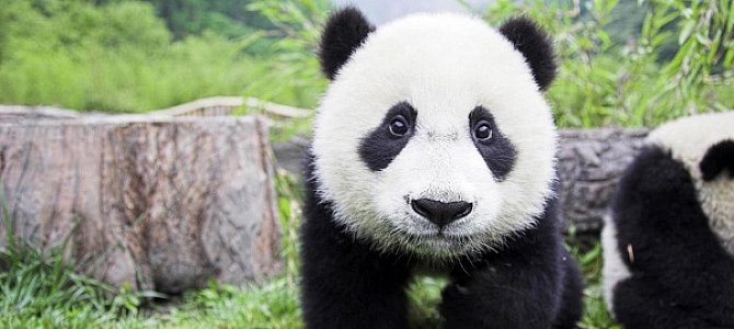 Поведение и привычки большой панды