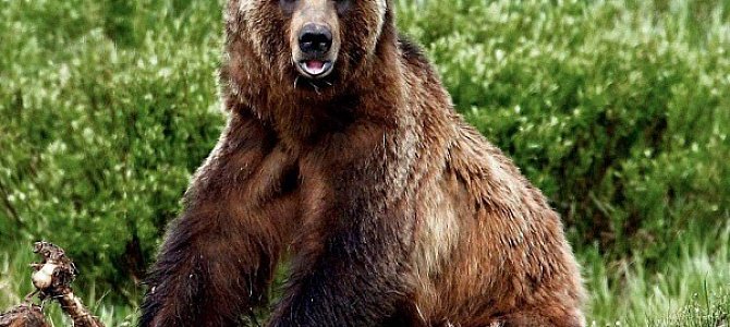 Уникальные особенности современных диких медведей