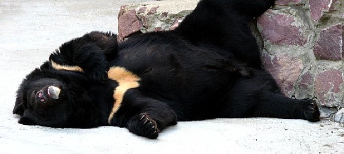 Спят ли медведи в зоопарках зимой?