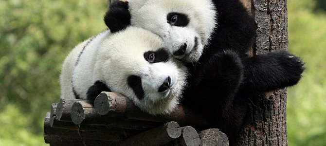 Бамбуковая панда – красивый плюшевый медведь Бамбуковая панда – красивый плюшевый медведь