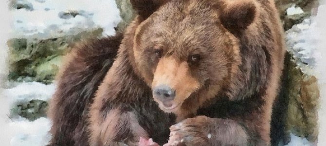 Берлога медведя: надежный зимний дом Берлога медведя: надежный зимний дом