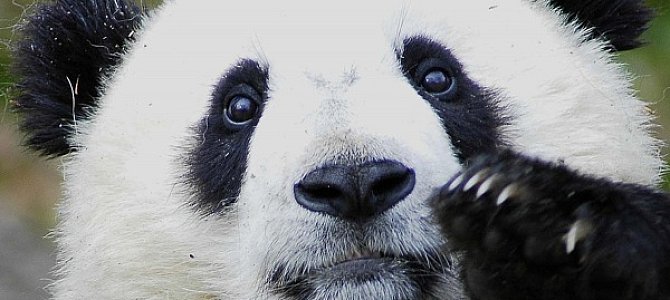 Много ли можно узнать о больших пандах?