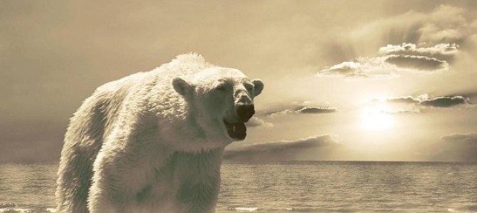 Жизнь Белого медведя